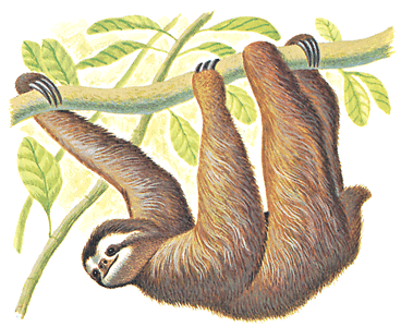 Born in the jungles of Costa Rica, a wizard made me his apprentice before being imprisoned in a guanacaste tree.