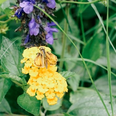 Matalea2's profile picture. 