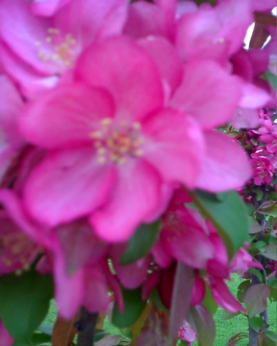 dolcesue55's profile picture. I taught elementary general music and junior high & high school chorus