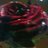 graciosased's profile image