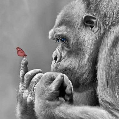 Homo Sapiens est un primate et, parfois, ça se voit … La vie est une farce ! Amusons-nous 🤞😎