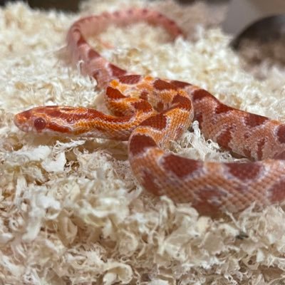 2D6olHJt31Jvas0's profile picture. 爬虫類大好きおじさん🐍
 #コーンスネーク  #ピッカリングガータースネーク
 #ジャイアントミリピード