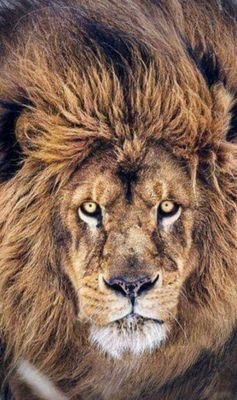 carlos313110's profile picture. El socialismo es moralmente incorrecto, políticamente autoritario y económicamente desastroso.