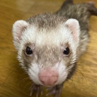 カロト@配信中 CODモバイルのFFA(Free For All) を Mildom(ミルダム)で配信! 2021年2月頃からこのゲームのプレイを始めました。みんなでFFA(Free For All) を楽しもう! #CODモバイルしてる人と繋がりたい #配信者さんと繋がりたい ただいま休止してます。
