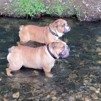 💓🐶Ronnie and Hilda🐶💓 England 🏴󠁧󠁢󠁥󠁮󠁧󠁿(@hilda_ronnie) 's Twitter Profile Photo