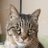 ふくねこ =(^x^)=モフモフ〜のアイコン