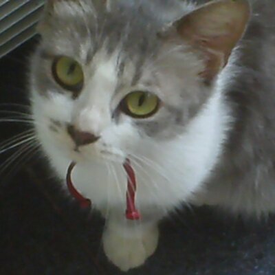 CatsLoversss's profile image