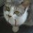 CatsLoversss's profile image
