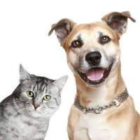 The Pet Fantasy (@fantasy_pet) 's Twitter Profile