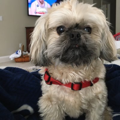 AnneOrenick's profile picture. Civics teacher, Icivics educator network, National Constitution Center teacher adv. council. TOY 2016 and 2013. Take stock in children volunteer. YIG volunteer.