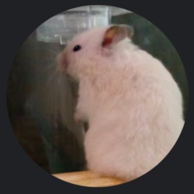 koyukiさんのプロフィール画像