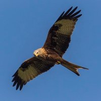 Arve (@arve_p55) 's Twitter Profile