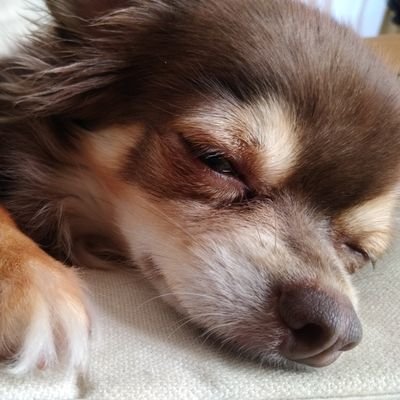 namae_kos's profile picture. 電通⑨クラスの⑨(バカ)／別垢に移行済み