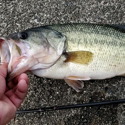 ヘラブナ釣り　バス釣りが
好きです