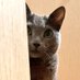 👹秋田の猫🐱 (@ritou) Twitter profile photo 👹秋田の猫🐱 (@ritou) Twitter profile photo