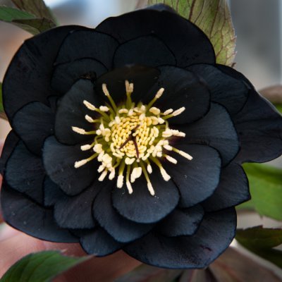 DVulner's profile picture. A normal Python Developer, Always ready to learn and teach