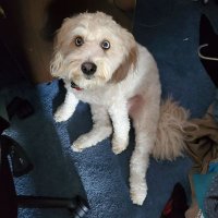 Cody Bellas (@goofproofgrunt) 's Twitter Profile
