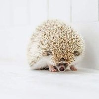 陽依 (@hiyori_8rine5x) 's Twitter Profile