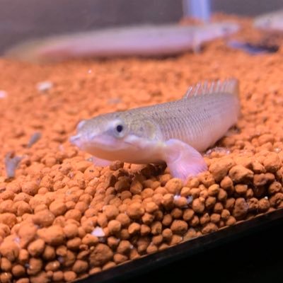 zeromitubishi21's profile picture. アニメ、ホビー、ミリタリー、熱帯魚(ポリプテルスが1番好き！)、アズールレーン（若松鯖）キャラ出るまでガチャ回すマン！ 推しはZ23