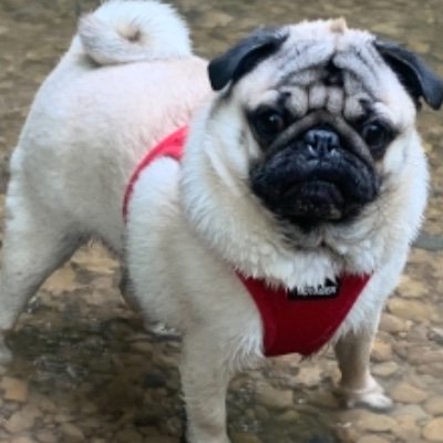 I'm Charlie, a pug with an attitude. I love to sleep (in a real bed of course) and eat (no kibble for me) and torment my sisters. Come on an adventure with me!