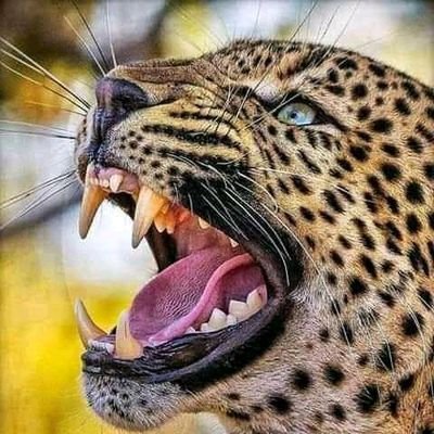 Jeff_6521's profile picture. g_i