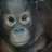 LizaVanKay's profile image