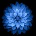 Dahlia (@tb_dahlia) Twitter profile photo Dahlia (@tb_dahlia) Twitter profile photo
