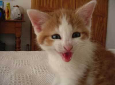 FCarhill's profile picture. My cat is better looking than me!