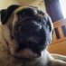 Mr.Pug (@roc82798164) Twitter profile photo Mr.Pug (@roc82798164) Twitter profile photo