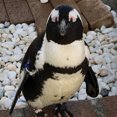 みんはや(2019.5〜)動物好き(2019.9〜)生き物写真(2023.1〜)道の駅巡り(2024.4〜2025.6.21 100駅達成)