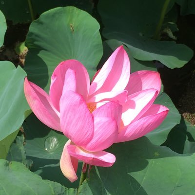 3796Lv's profile picture. 🌸好きな言葉 #桜梅桃李 #冬は必ず春となる #心こそ大切なれ #鉄桶の団結 #報恩感謝 #無冠出身🌸#内藤剛志さん大好き#蒲原刑事#井上刑事オシ♡ 🇹🇩2023.創大通教履修科目修了👩‍🎓#2024〜正課文学部🇧🇪