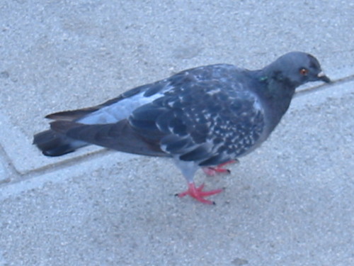 venetian pigeon
