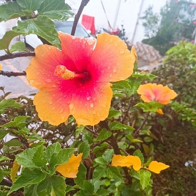 Salahah84173020's profile picture. event direction