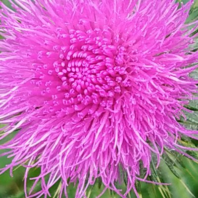 nipcatalan's profile picture. Mapuche .Mis ancestros pelearon con el Español y  Chilenos ,que invadieron el Wallmapu a sangre y fuego .Hoy se sigue peleando ,hasta recuperar el Wallmapu.