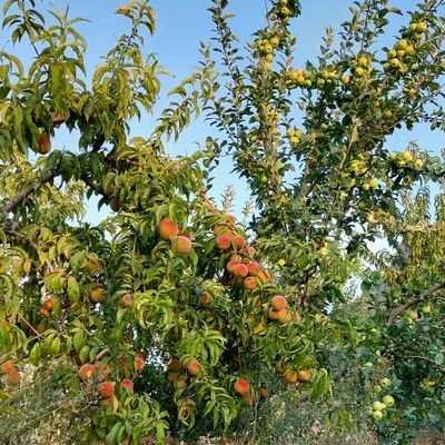 مشاور ، فعال فرهنگی ،اجتماعی و سیاسی

اگر شهید نشویم قطعا می میریم

https://t.co/qjCIlqywmG
آدرس  تلگرام