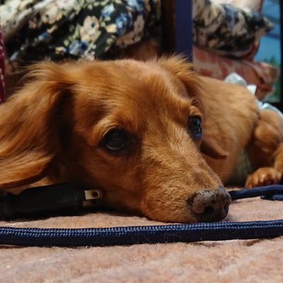 犬好きさんのプロフィール画像