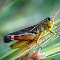 Grasshoppy (@quietdespairing) 's Twitter Profile