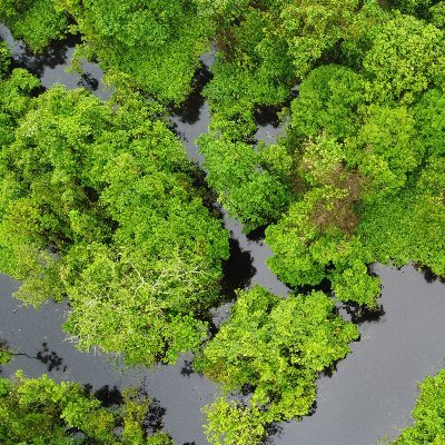 SaveBehaliRF's profile picture. #SaveBehaliRF
Citizens Movement to raise awareness on Behali  Reserve Forest, which has lost 58% of its forest cover over the years due to deforestation!.