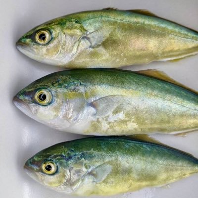 毎日、水槽のブリやマダイの世話をしている教員です。養殖魚の餌における種々の問題を解決できたらいいな。やっぱり、魚粉とオキアミすげぇ！と思うことが多いですが、カゼインのファンです。つぶやきはあくまでも個人の見解です。音声入力が多いので誤字多め。北大（DC, JSPS PD）→UW（JSPS 海外）→高知大