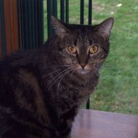 CommanderCat (@sabertooth7) 's Twitter Profile