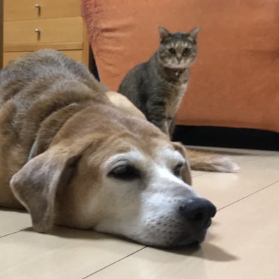 😸めいこ(12才11ヶ月)🦜ぴこ丸（うちの子3才）と暮らしてます🎃mayにゃんです🍀🐶サスケは2018年🌈虹の橋に移住😌💕