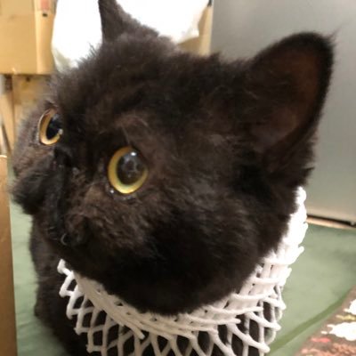 RPG、ホラー系をはじめとしたゲームや映画等が好き。猫娘たち🐈⬛🐈やゲーム、趣味など好きな事をぽつりします。美味しい、可愛い、かっこいい、綺麗、不思議、ぬいぐるみ、ミニチュア・フィギュア等好き。無言フォロー失礼します🙇♀️ いきなりのDMは❌💦ひっそりと🎮配信始めました→@chacha_maru_to