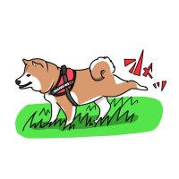 柴犬🌼瑚子 (@shibacoco0613) 's Twitter Profile