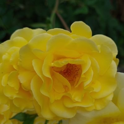 firefox131313's profile picture. not anti immigration, anti ILLEGAL immigration