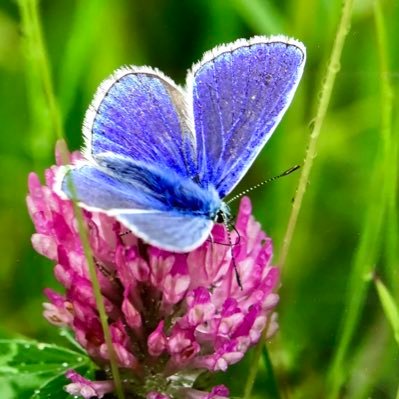 Highlighting the nature conservation interest of Clayton Meadow. The National Trust was planning to sell Clayton Meadow in Studland, Dorset for development.