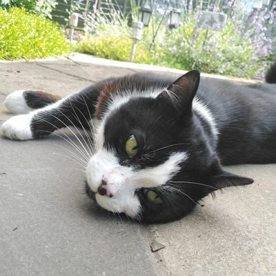 Hello, I am Smudge. I like to play and investigate curiosities! Please say hello! 

I look a lot like my predecessor, Sparky-puss (Sparky is in cover photo)