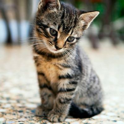 WEBの勉強始めました。1/26,ProGATEからstart.
html,css,sass,jquery,js,wordpress,photoshop,illustrator,xd,bootstrap等Web制作ソフトの勉強中。8/20~ #STARTOUT 開始。@startoutwork