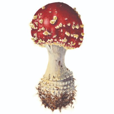 HolyMagick's profile picture. Holy Magick are a psychedelic rock band