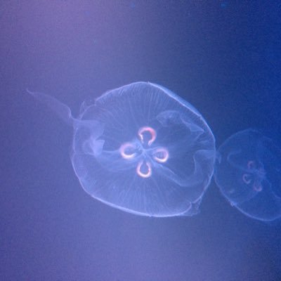 全てを司るくらげさんのプロフィール画像