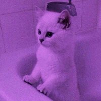 🍍⃤🤺⃤ (@rumeyysfx) 's Twitter Profile Photo